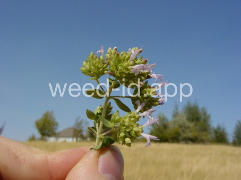 marjoram, wild